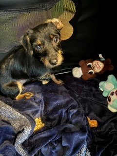 Photo 3 of Stick