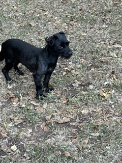 Poke, a dog for adoption from Central Texas Dachshund Rescue