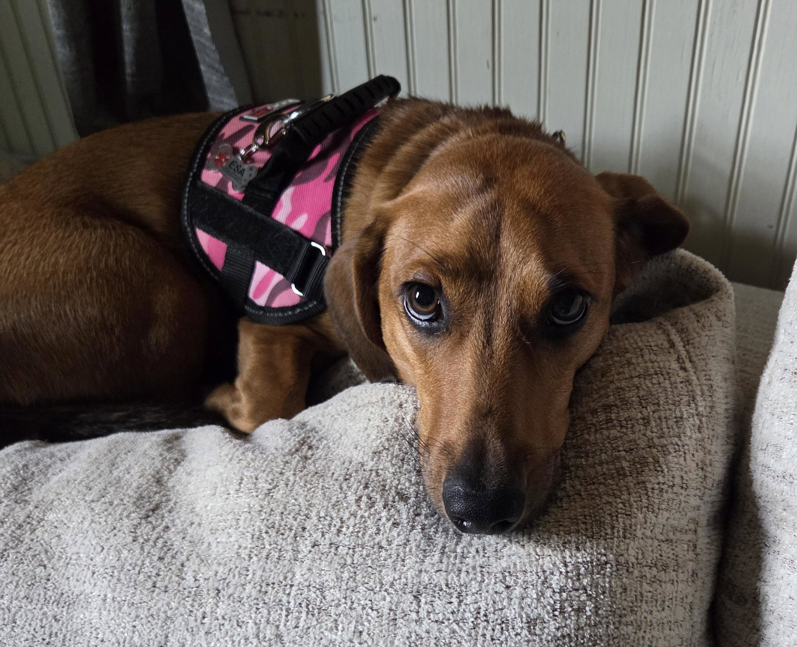 Sadie