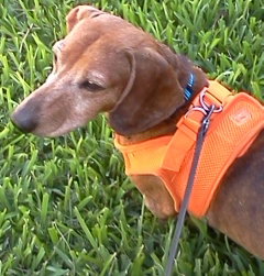 Buddy