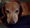 Buddy