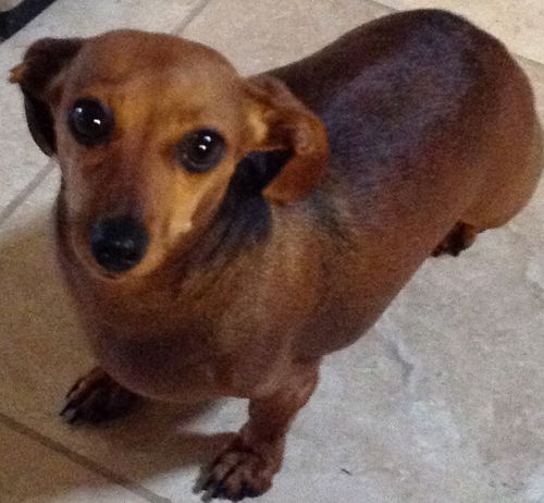 Pixie
