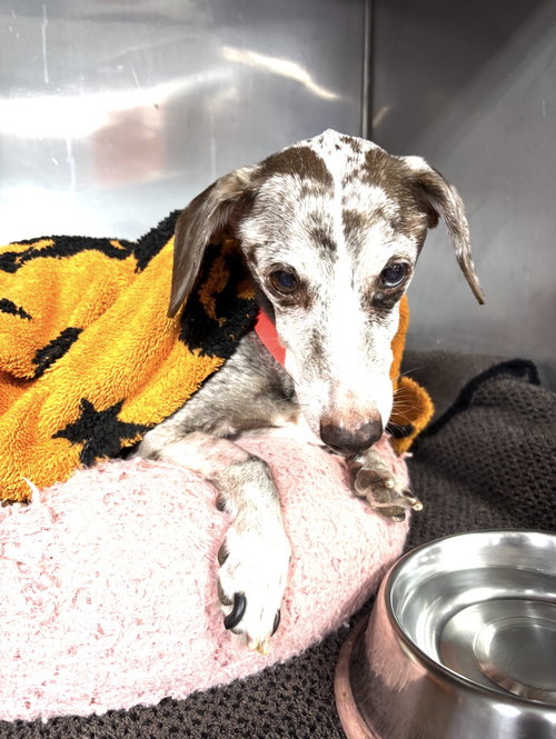 Oreo2, an adoptable Dachshund in Humble, TX