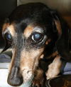 Gretchen