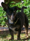 Bronson