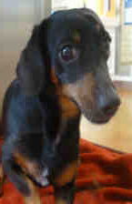 Elvis