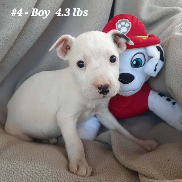 Squirtle (1yo, 40lbs)