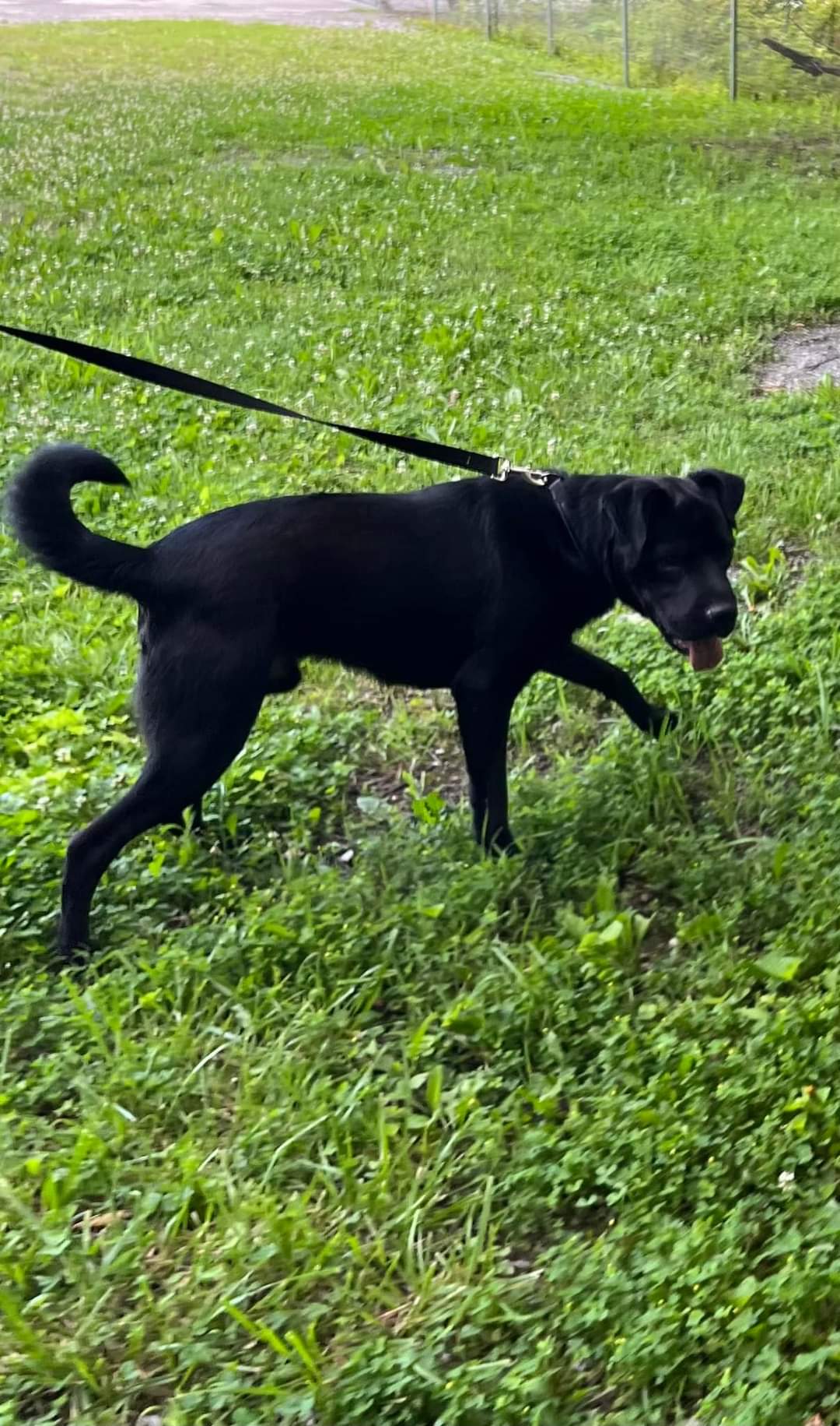 Dog for Adoption - Ace (18mo, 58lbs), a Labrador Retriever in White ...