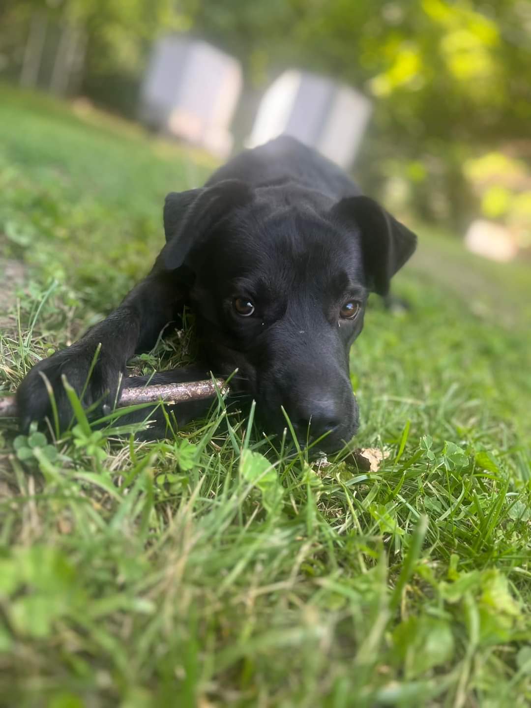 Dog for Adoption - Ace (18mo, 58lbs), a Labrador Retriever in White ...