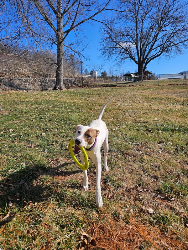 Abby (1.5yo,50lbs)