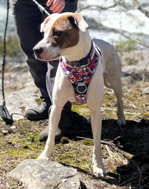 Abby (1.5yo,50lbs), an adoptable Beagle in Hinton, WV
