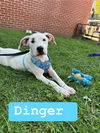 adoptable Dog in  named Dinger (3mo,20lbs)