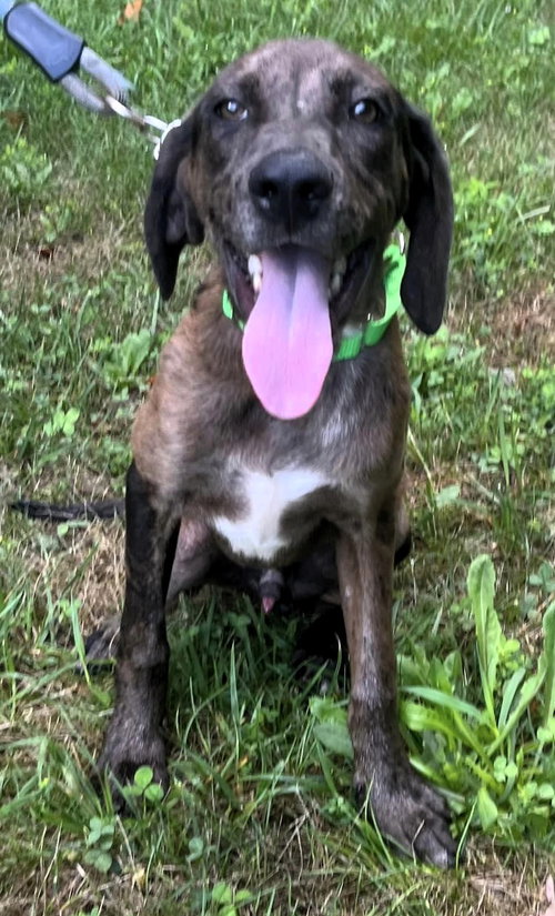 picture of the dog needing adoption