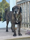 adoptable Dog in  named Hunter (9yo, 91lbs)