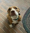 adoptable Dog in , WV named Ruby Roo (6mo, 30lbs)