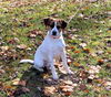 adoptable Dog in  named Dexter (3yo, 45lbs)