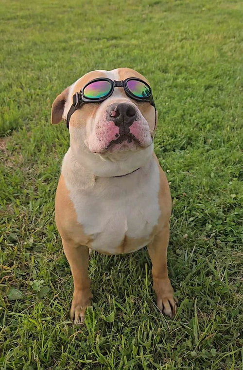picture of the dog needing adoption