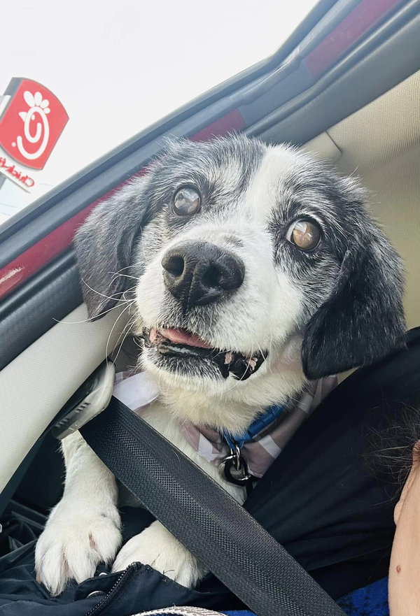 Charlie (14yo, 30lbs)