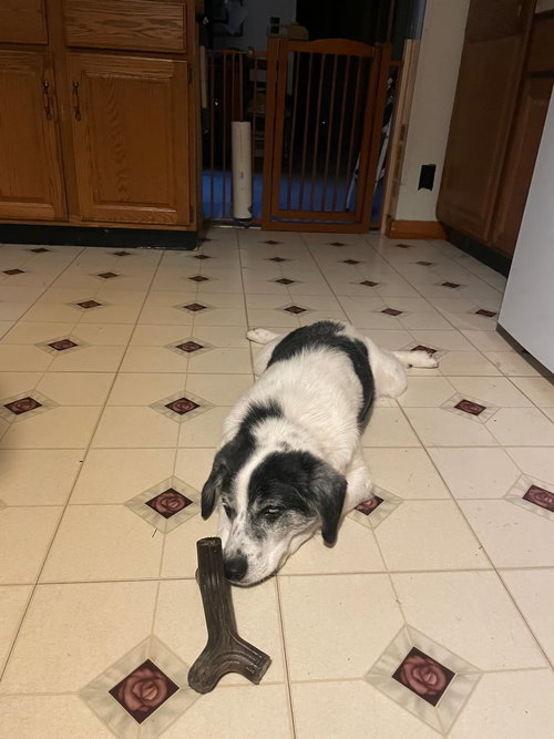 picture of the dog needing adoption