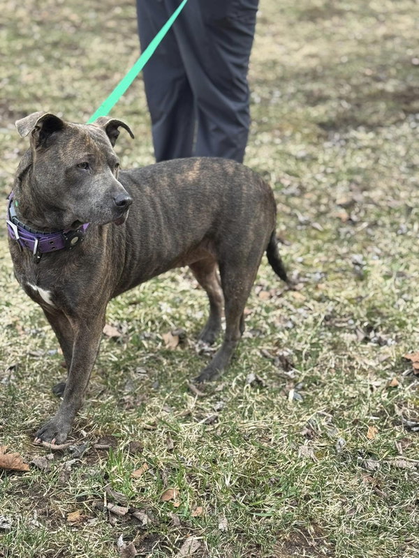 Nala (5 yo, 60lbs)