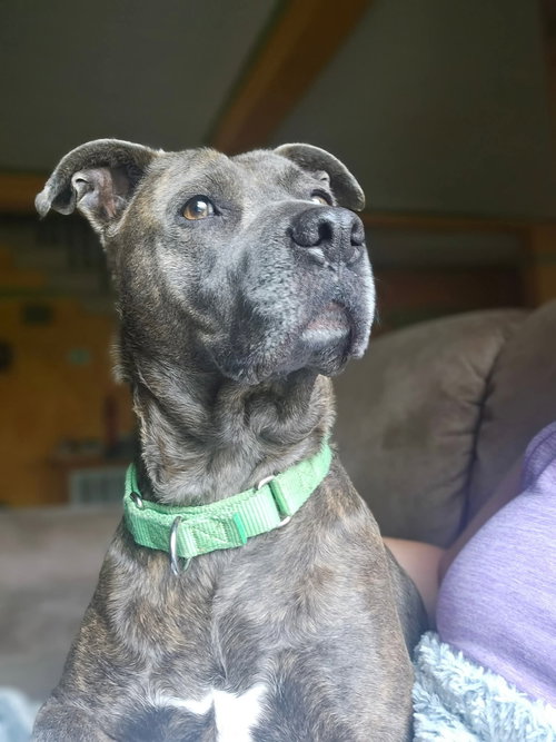 picture of the dog needing adoption