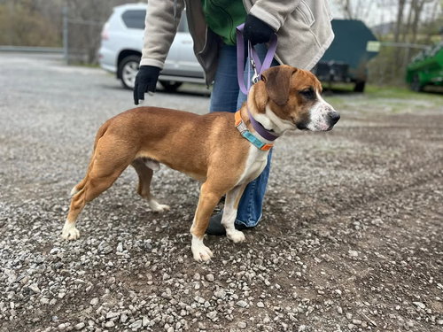 picture of the dog needing adoption