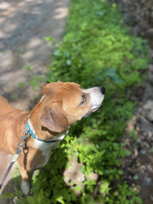 Rubble (2yo, 46lbs)