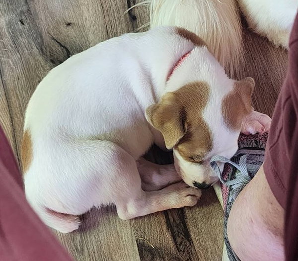 Maxwell (6mo,40lbs)