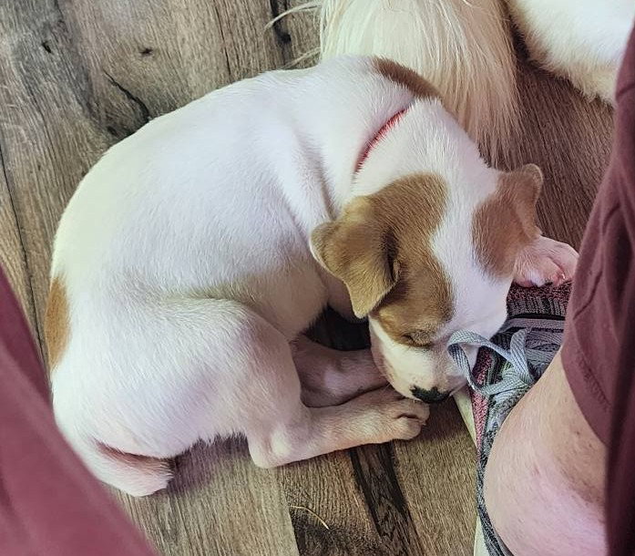 Maxwell (1yo,50lbs)