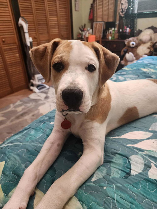picture of the dog needing adoption