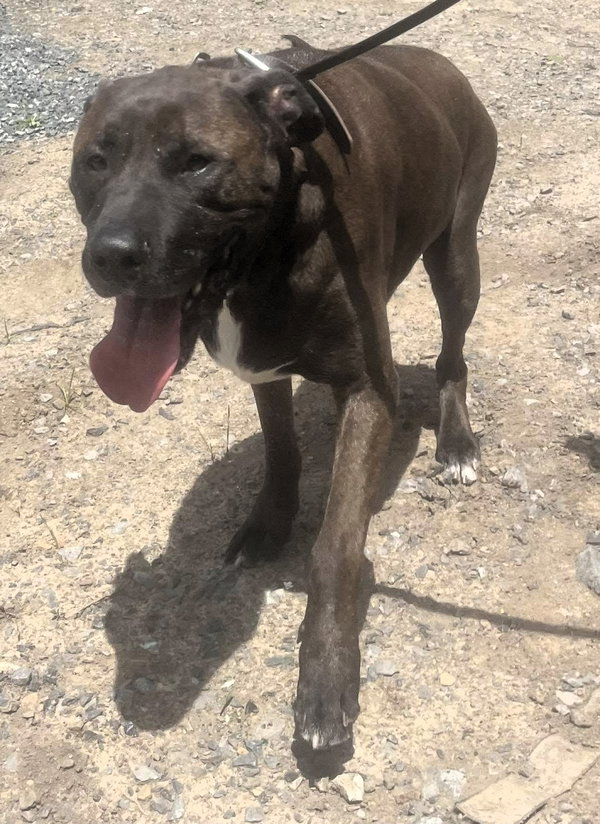 Bucky (5yo, 99lbs)