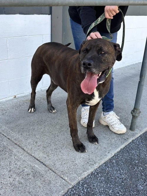 picture of the dog needing adoption