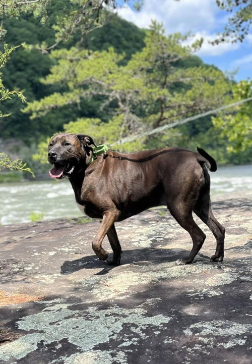 Photo 2 of Bucky (6yo, 99lbs)