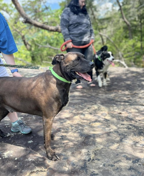 Photo 3 of Bucky (6yo, 99lbs)