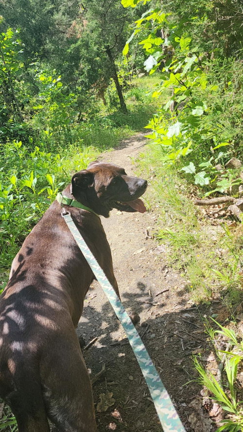 Photo 5 of Bucky (6yo, 99lbs)