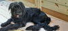 adoptable Dog in , WV named Twiggy (1yo,26lbs)