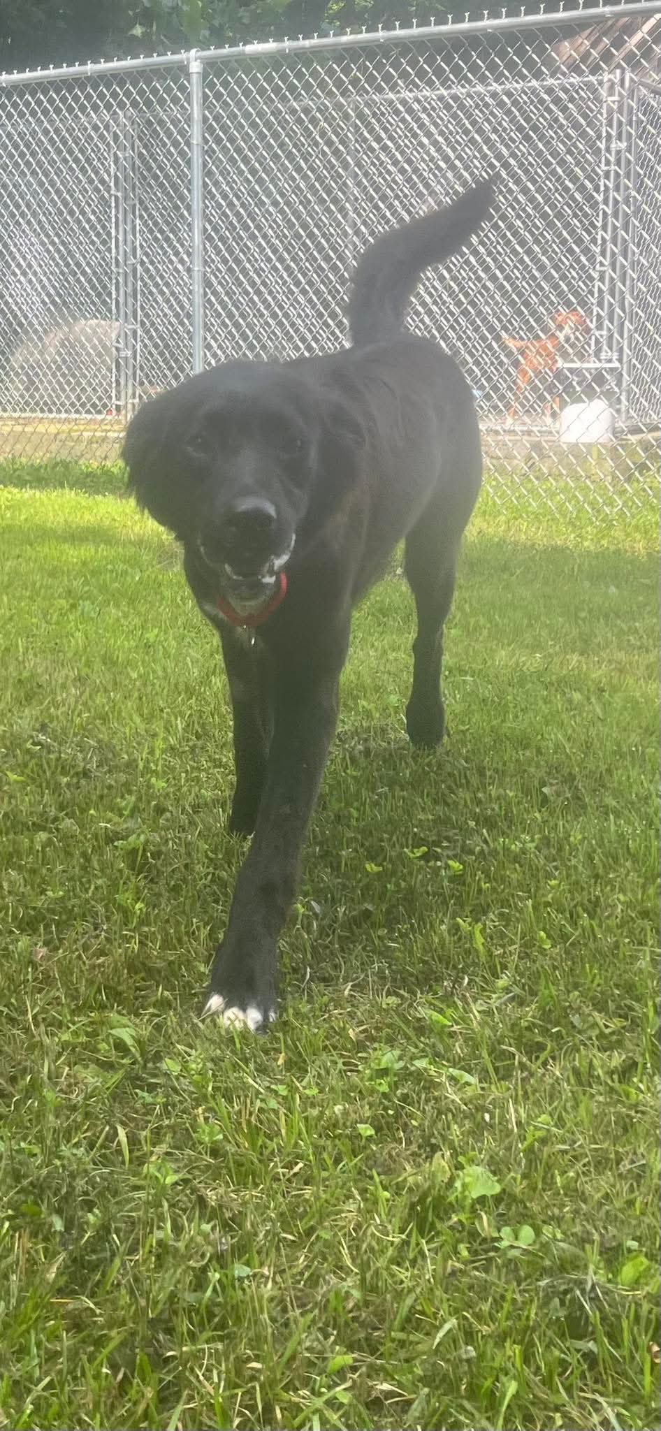 adoptable Dog in Hinton, WV named Loki (1yo, 40lbs)