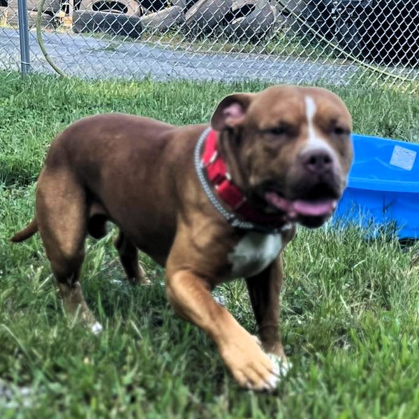 Clyde (3yo, 60lbs)