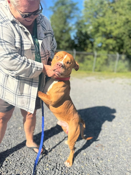 picture of the dog needing adoption
