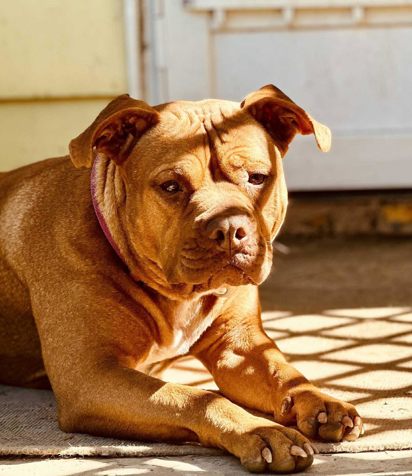 Bonnie (4yo, 60lbs)