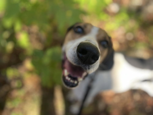picture of the dog needing adoption