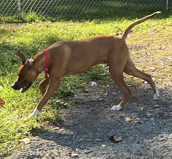 Brody (9mo,50lbs)