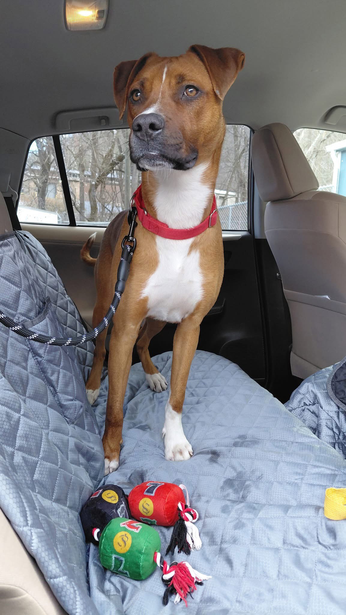 Brody (9mo,50lbs)