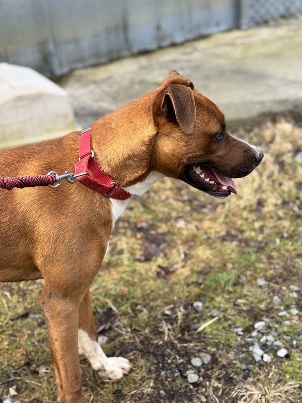 Brody (9mo,50lbs)