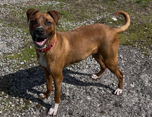 Brody (1yo,50lbs), an adoptable Mountain Cur in Hinton, WV