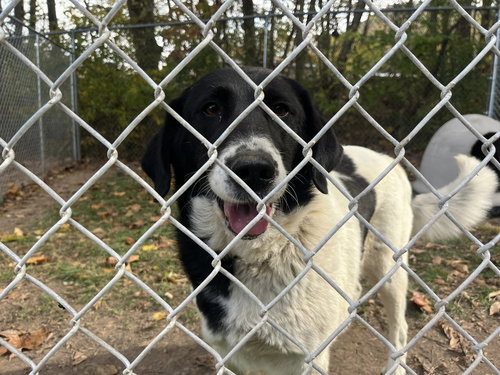 picture of the dog needing adoption