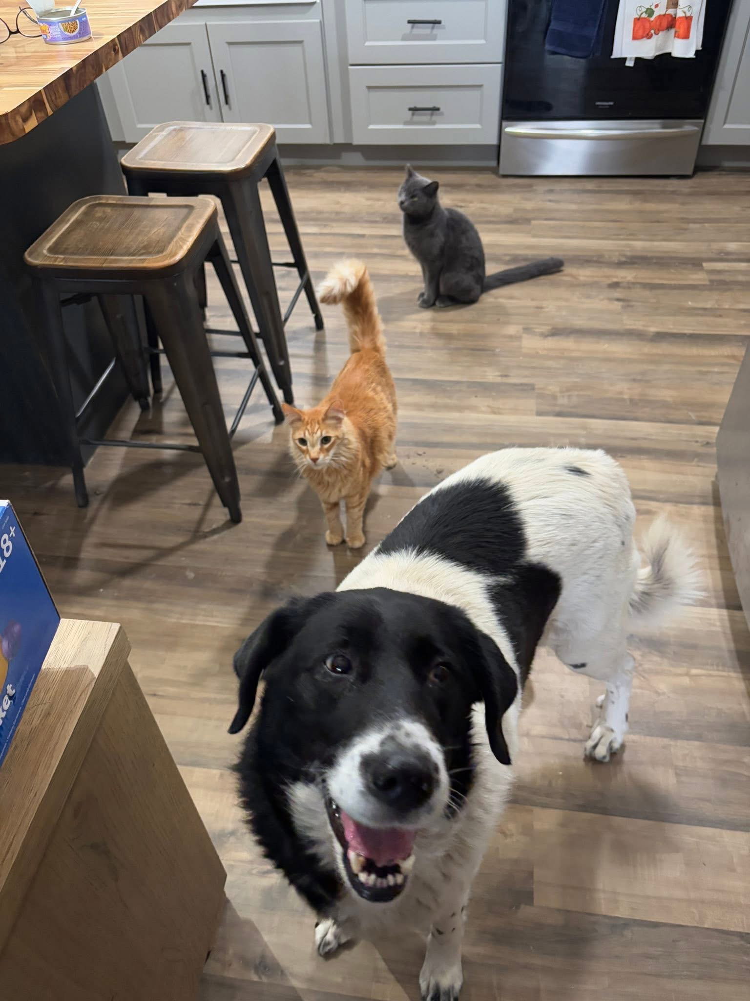 Mavis (7yo, 60lbs)