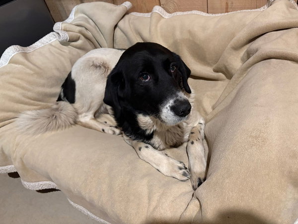 Mavis (7yo, 60lbs)