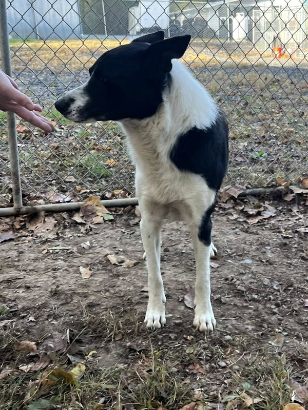 James (5yo, 50lbs)