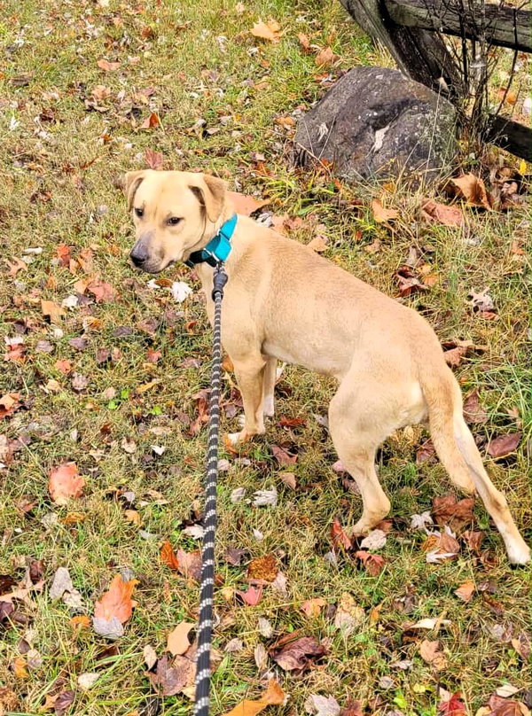 Miley (5mo, 45lbs)